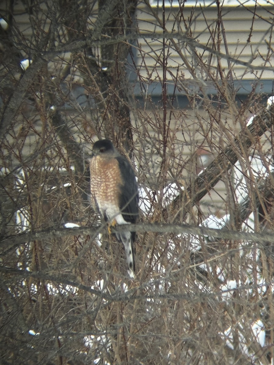 Cooper's Hawk - ML646924560