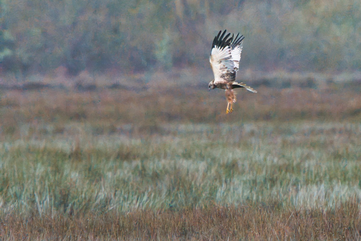 Zingira-mirotz eurasiarra - ML646924564