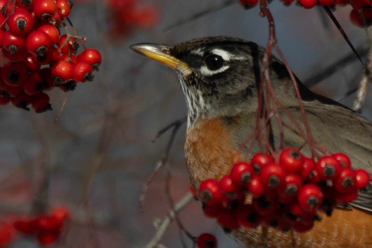 Zorzal Americano - ML646924566