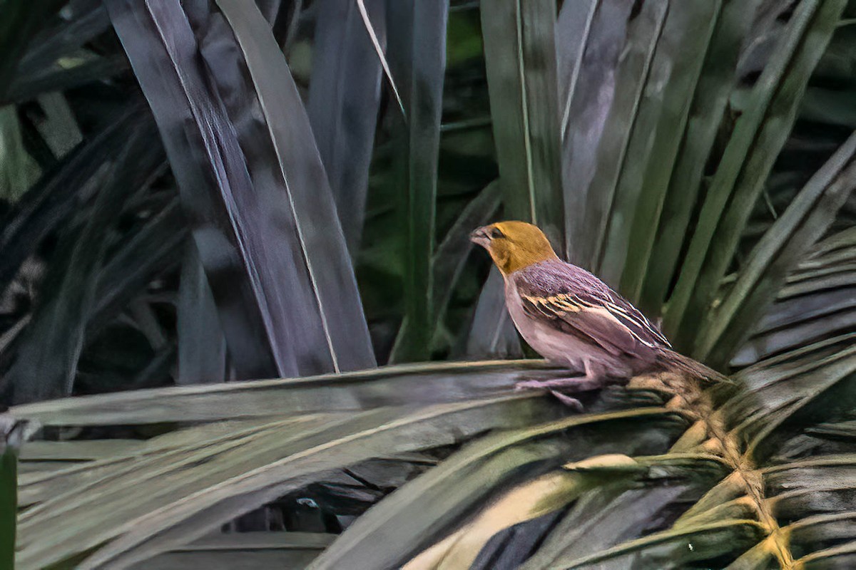 Grosbeak Weaver - ML646924567