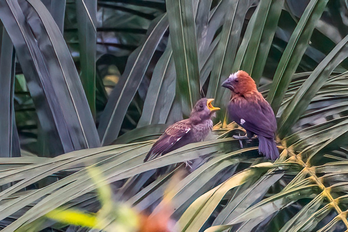 Grosbeak Weaver - ML646924568