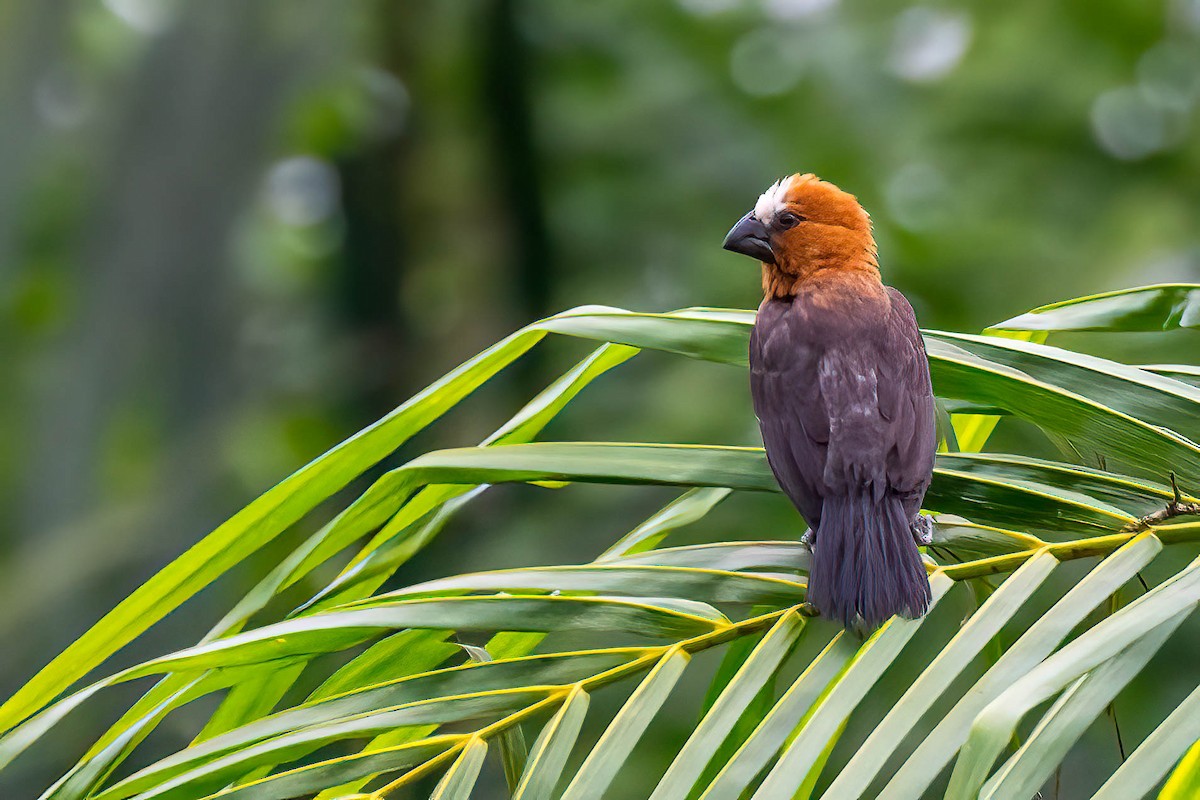 Grosbeak Weaver - ML646924569