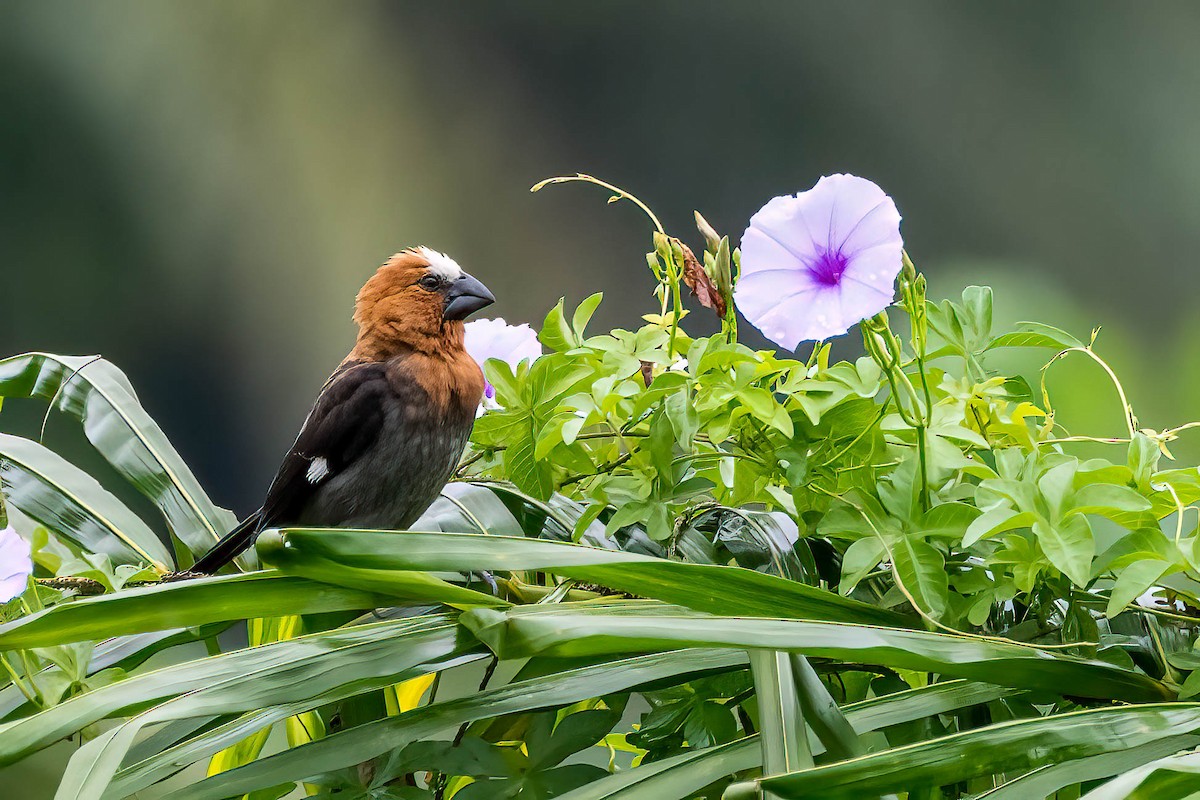 Grosbeak Weaver - ML646924570