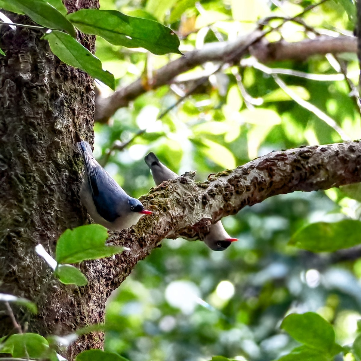 Velvet-fronted Nuthatch - ML646924571