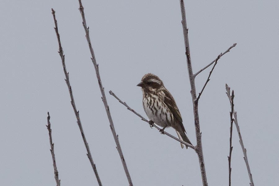 Purple Finch - ML646924572
