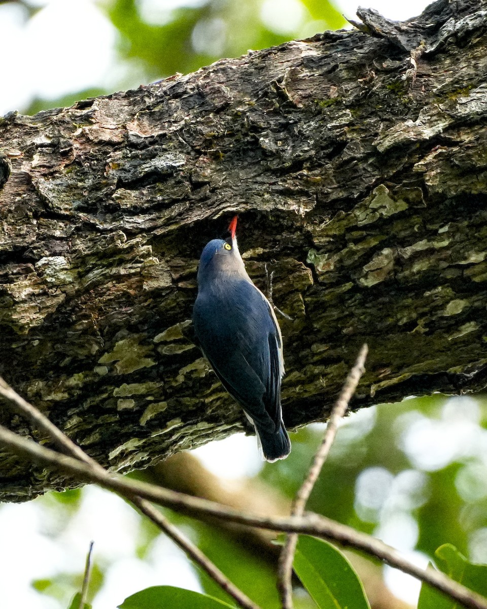 Velvet-fronted Nuthatch - ML646924579