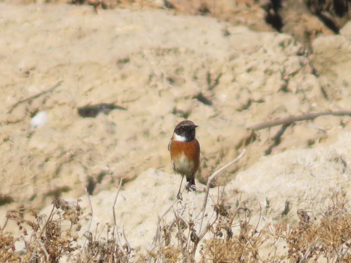 European Stonechat - ML646924581