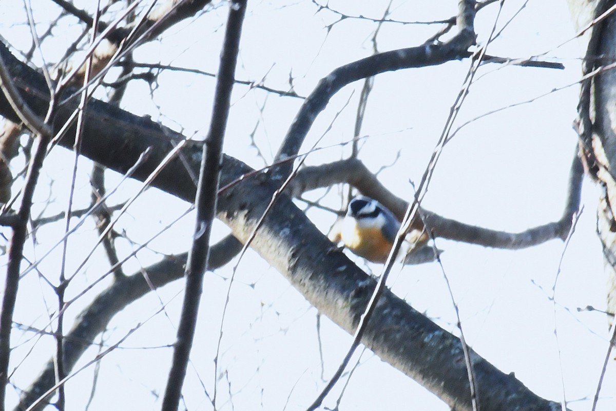 Red-breasted Nuthatch - ML646924583