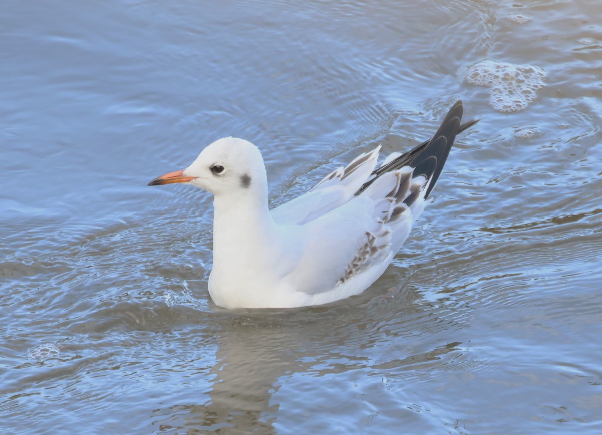 Black-headed Gull - ML646924586