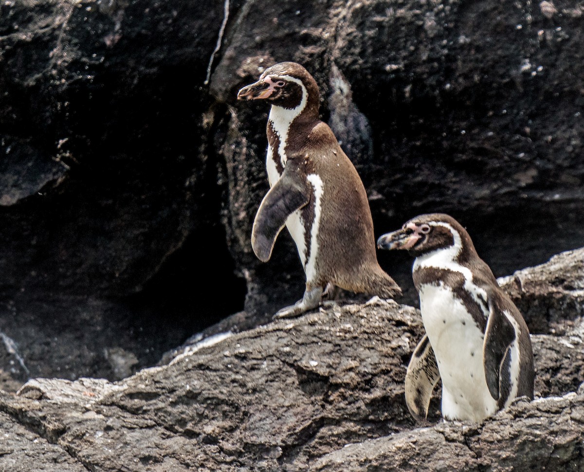 Humboldt Penguin - ML646924587