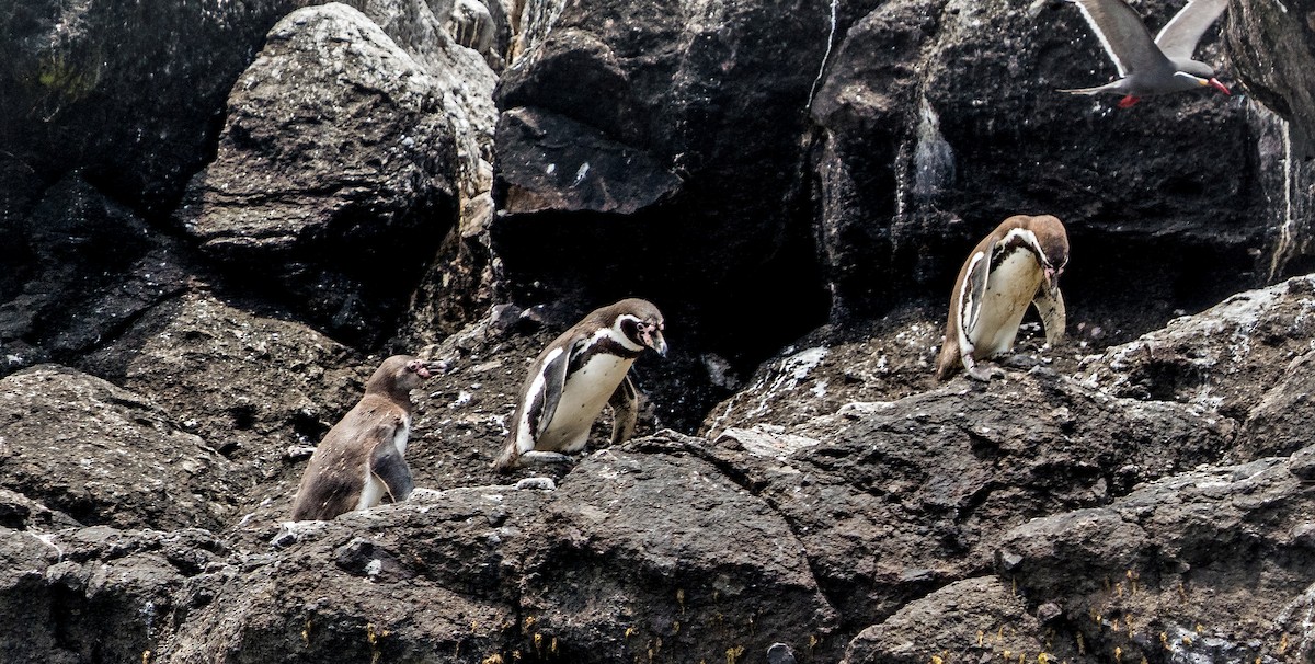 Humboldt Penguin - ML646924588