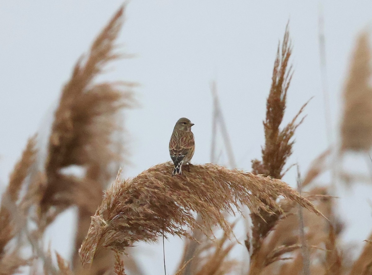 Eurasian Linnet - ML646924589