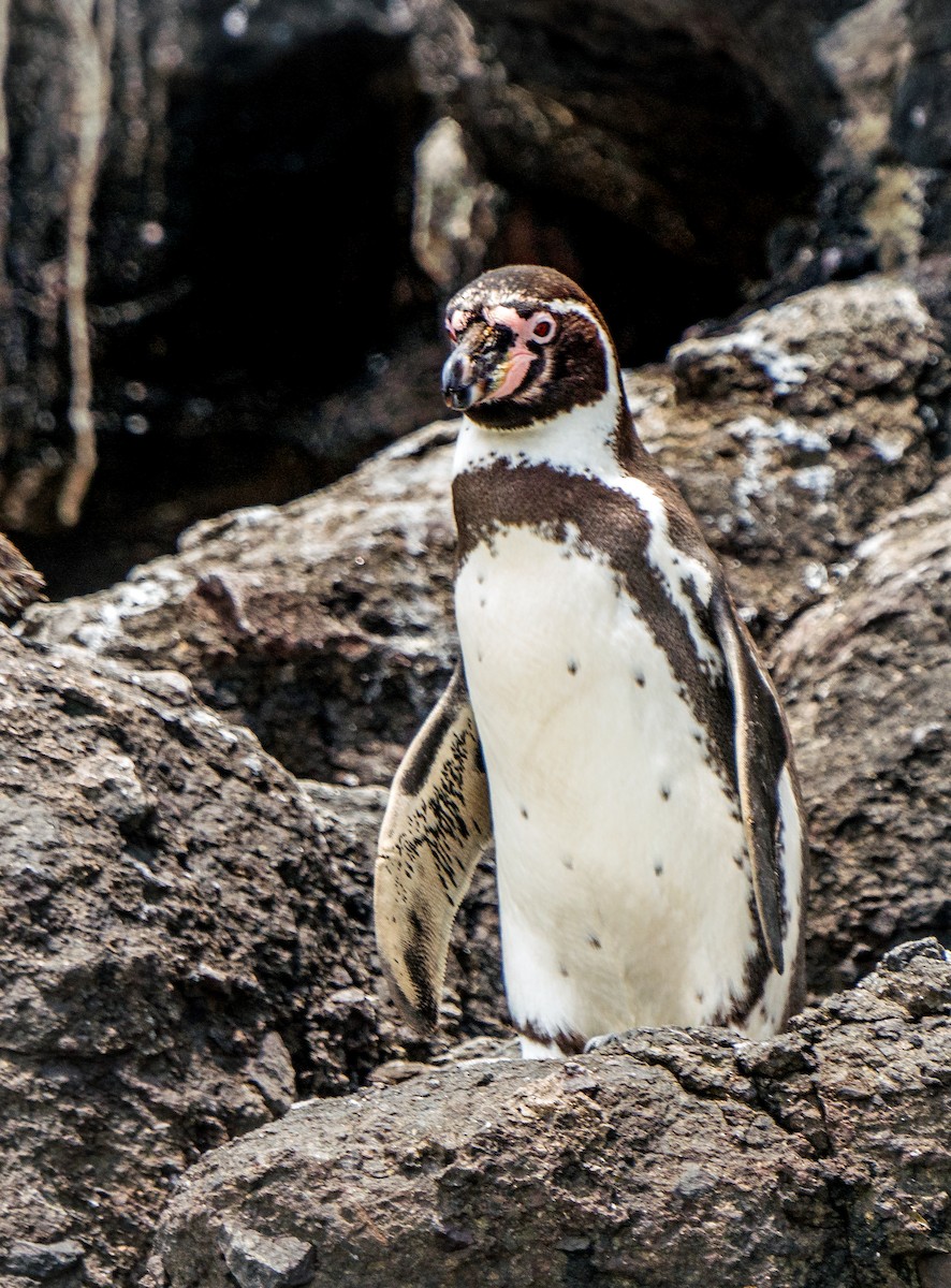 Humboldt Penguin - ML646924590