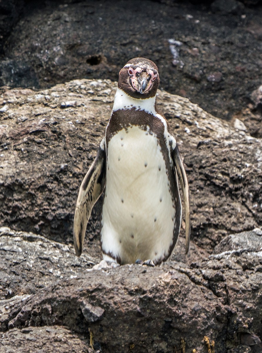 Humboldt Penguin - ML646924593