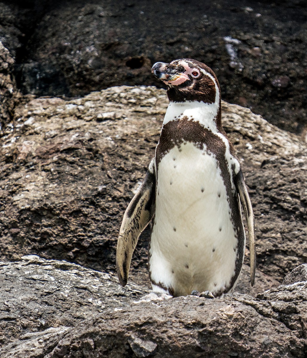 Humboldt Penguin - ML646924594