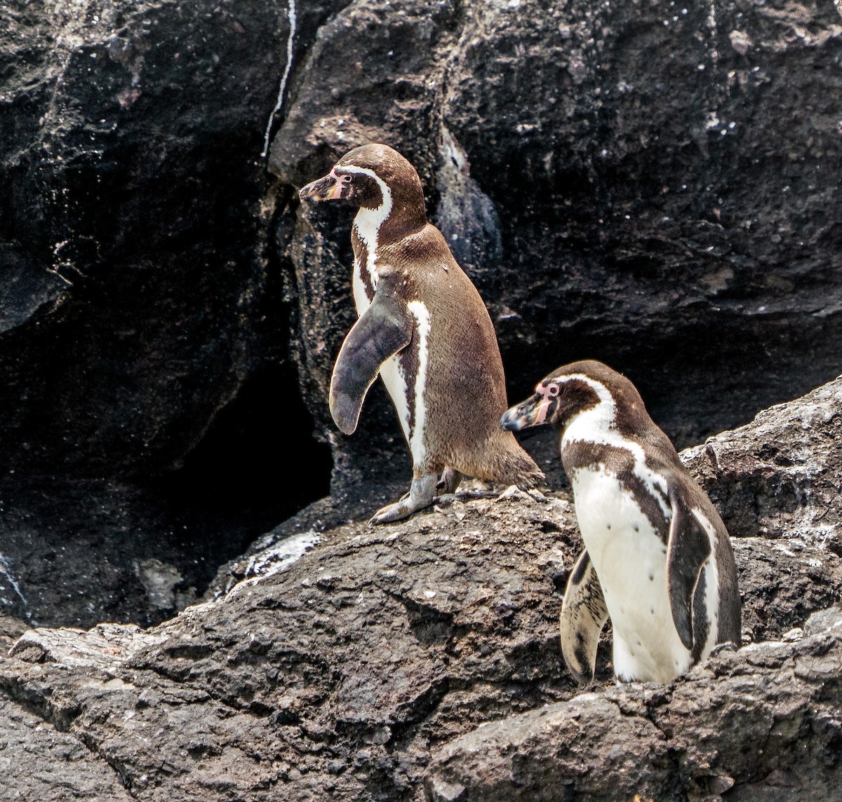 Humboldt Penguin - ML646924595
