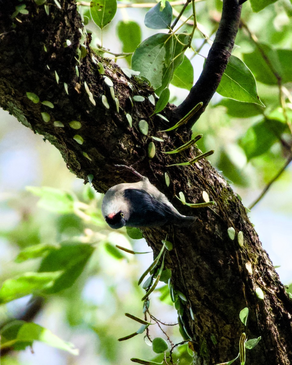 Velvet-fronted Nuthatch - ML646924596