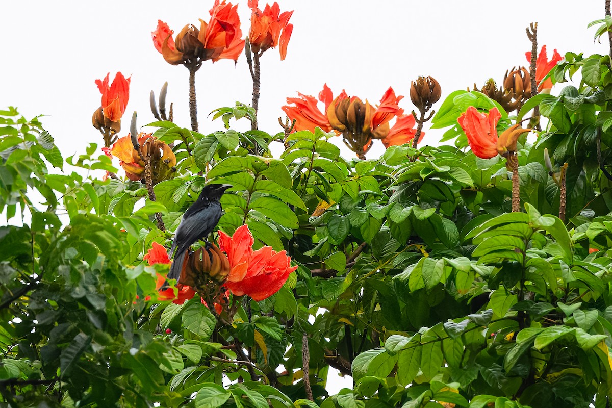 Hair-crested Drongo (Hair-crested) - ML646924597