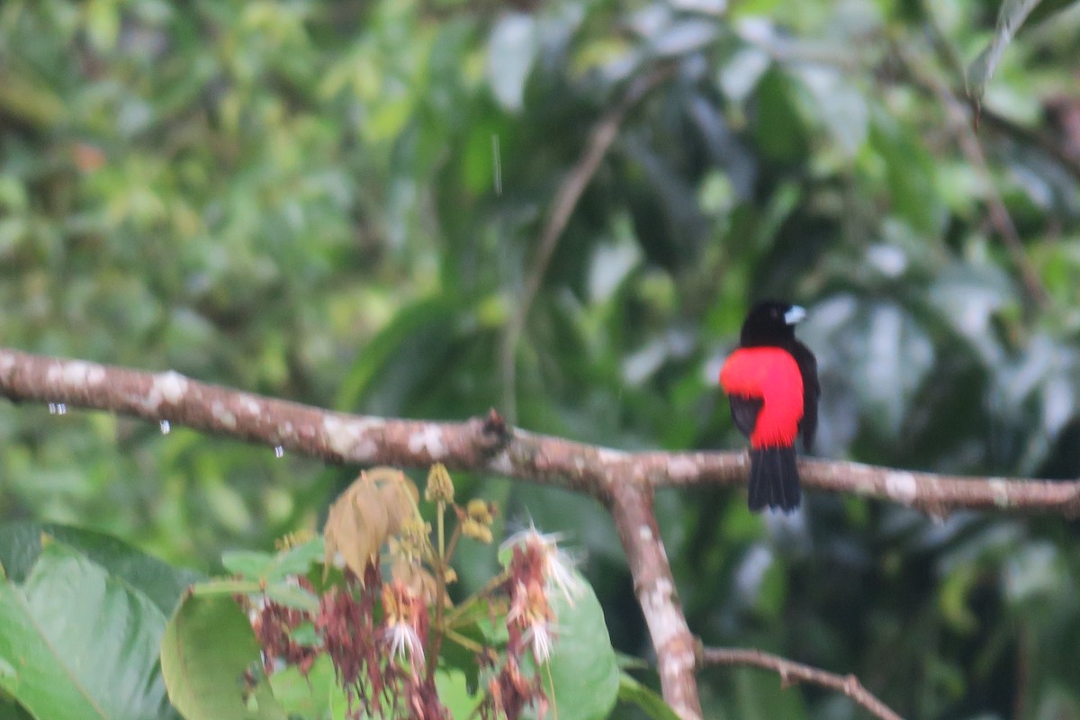 Scarlet-rumped Tanager - ML646924599