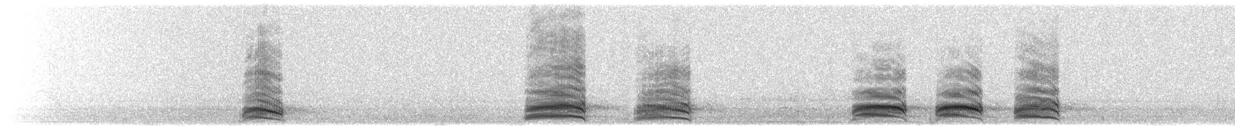 kortstjertravn - ML646924600
