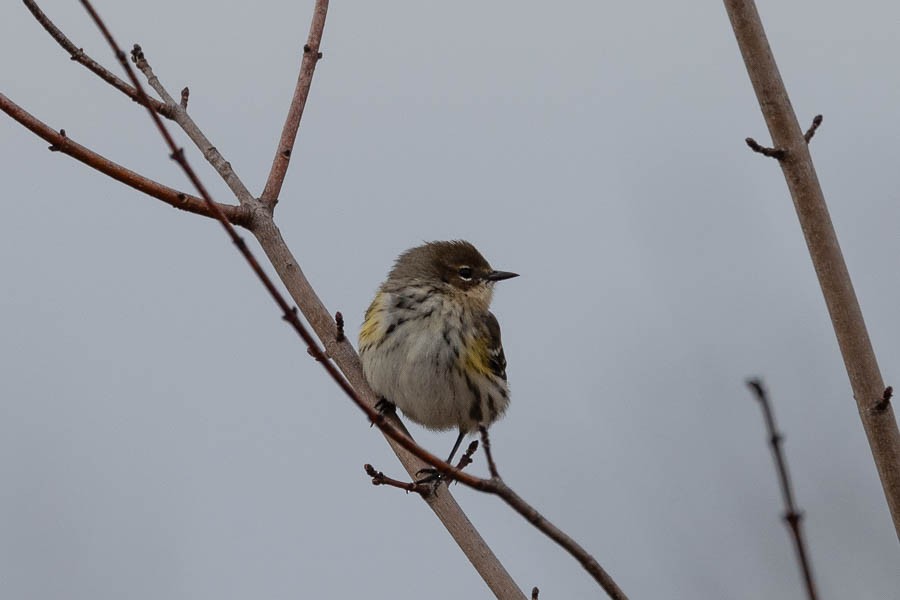 Yellow-rumped Warbler (Myrtle) - ML646924602