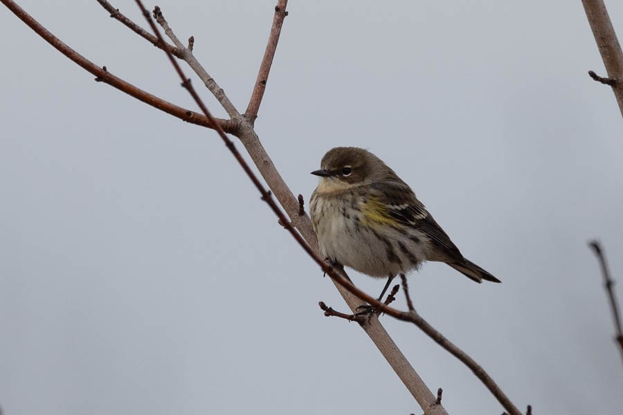 Yellow-rumped Warbler (Myrtle) - ML646924603