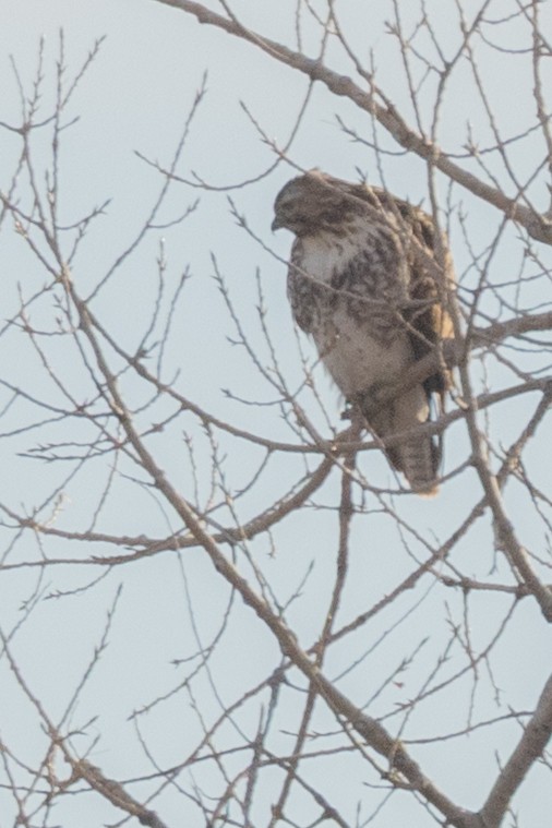 Red-tailed Hawk - ML646924606