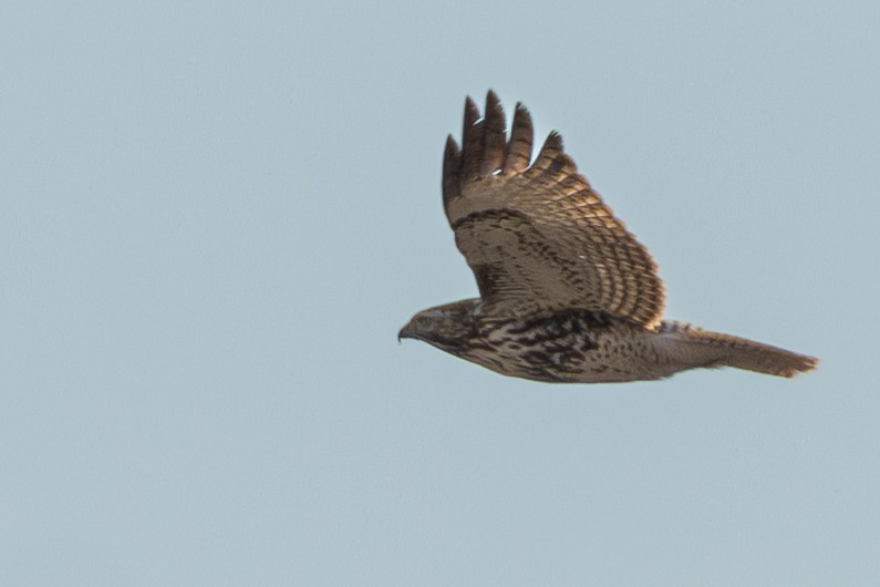 Red-tailed Hawk - ML646924607