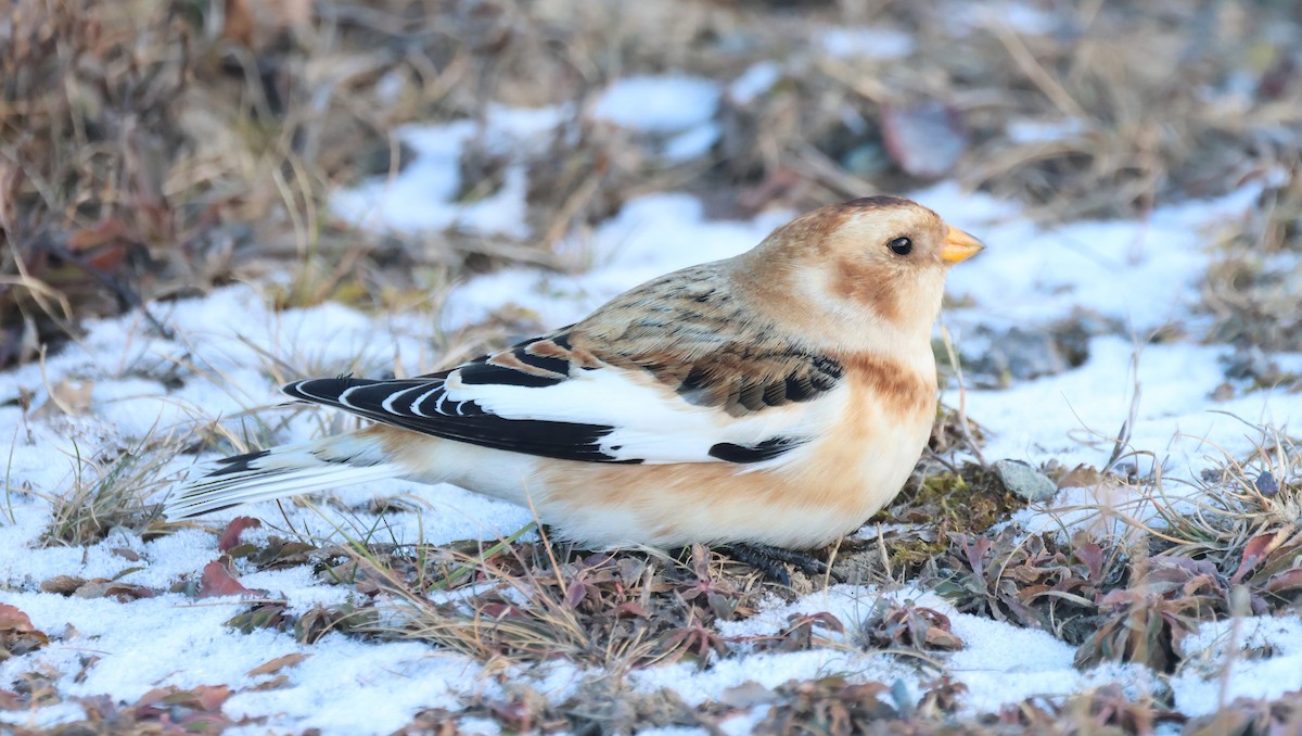 Snow Bunting - ML646924609