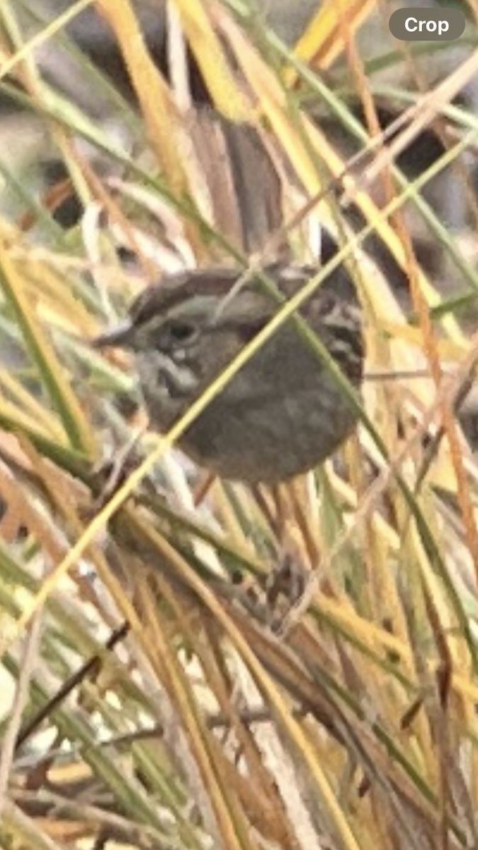 Swamp Sparrow - ML646924610