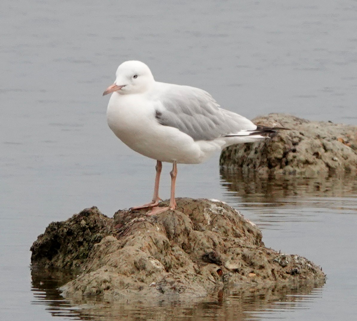 Slender-billed Gull - ML646924616