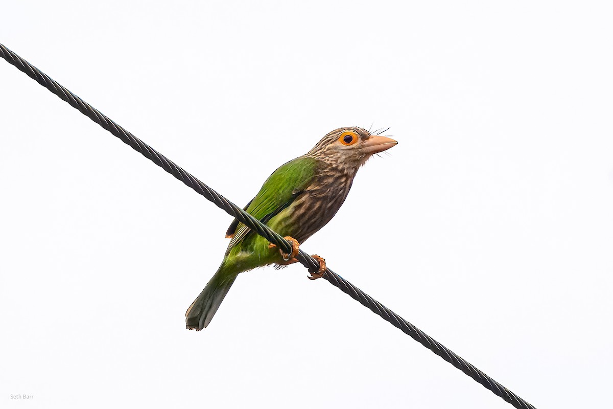 Lineated Barbet - ML646924620