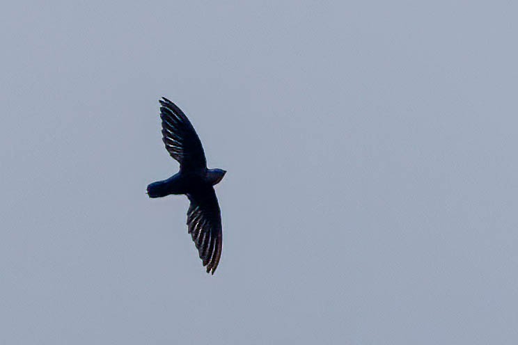 rorýs černobřichý - ML646924641