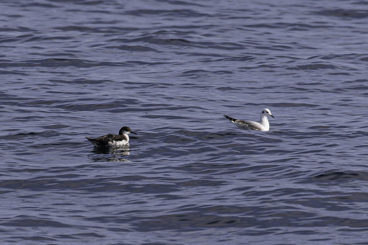 Manx Shearwater - ML646924644