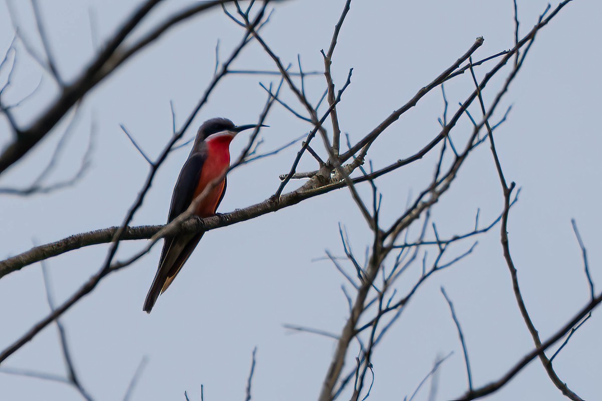 vlha růžová - ML646924650