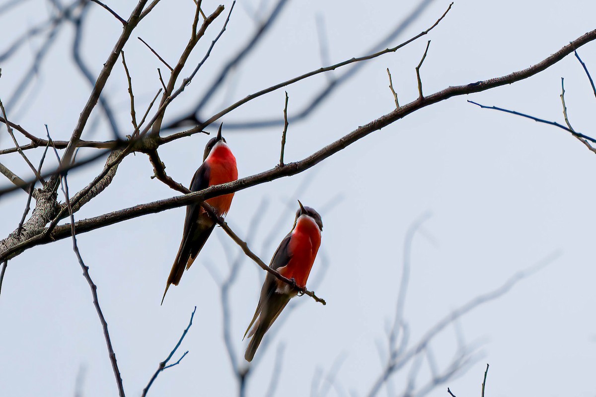 vlha růžová - ML646924651