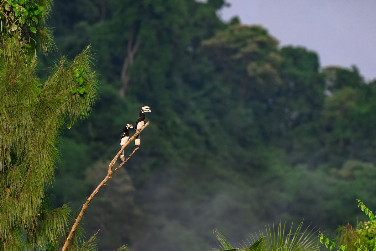 orienthornfugl - ML646924655