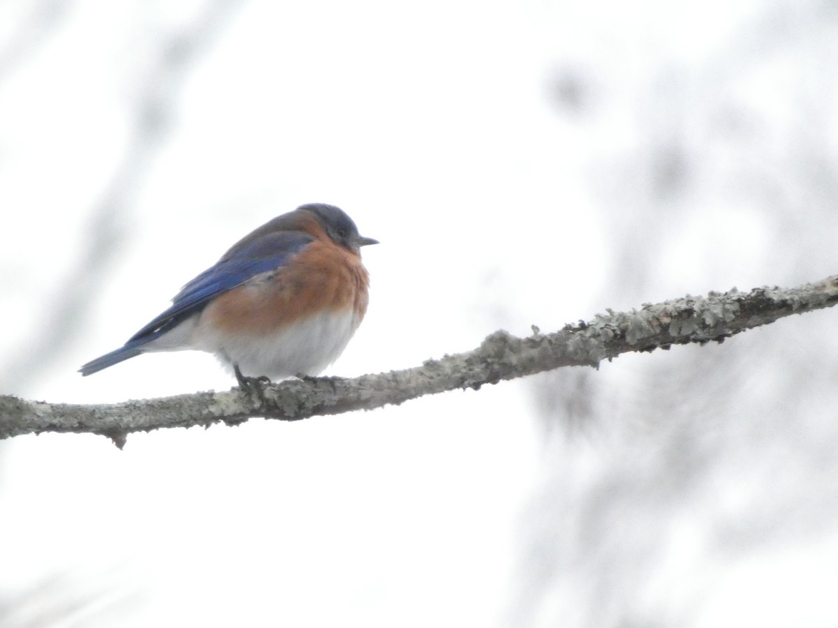 Merlebleu de l'Est - ML646924662