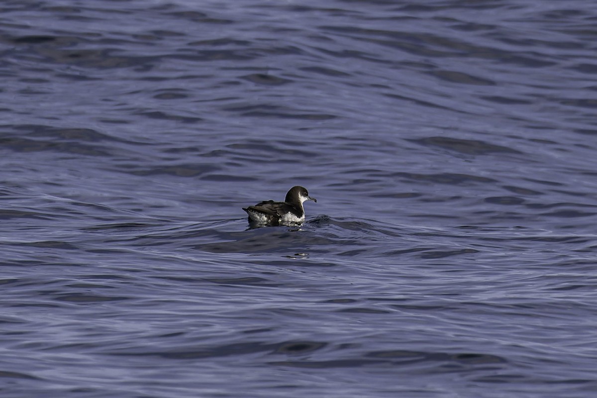 Manx Shearwater - ML646924663