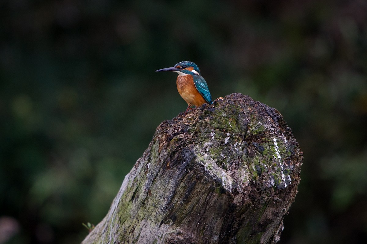 Common Kingfisher - ML646924664