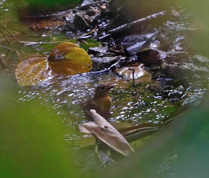 ציפור שיר בלתי-מזוהה - ML646924665
