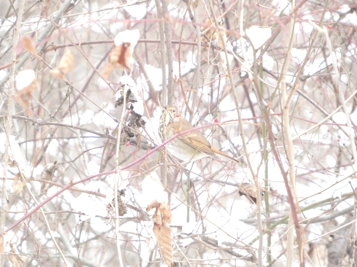 Grive solitaire - ML646924666