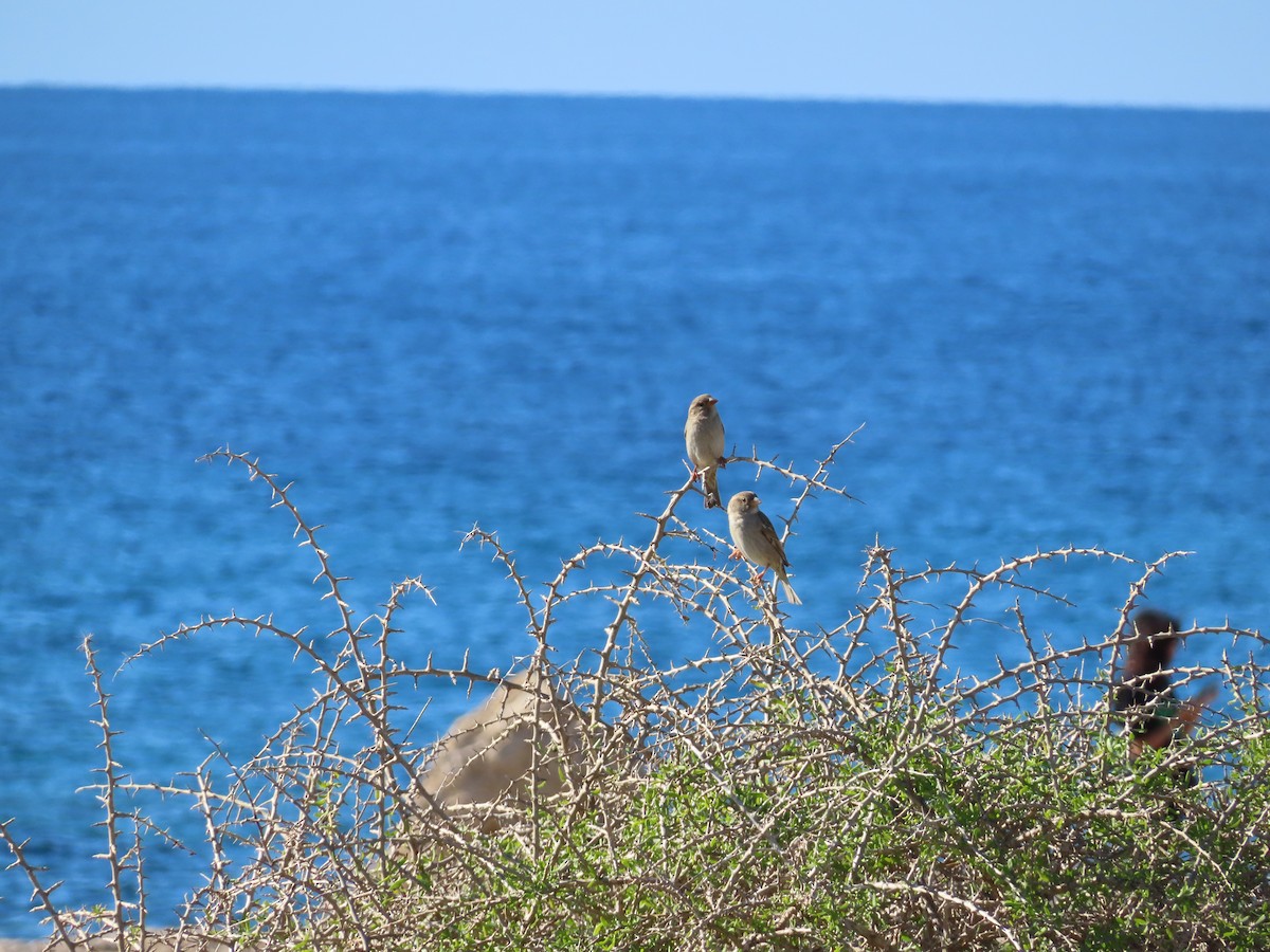 Txolarre iluna - ML646924673