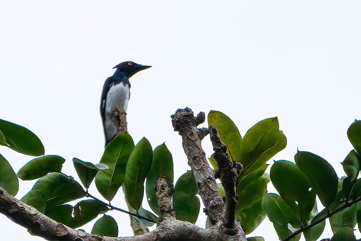 Black-and-white Shrike-flycatcher - ML646924676
