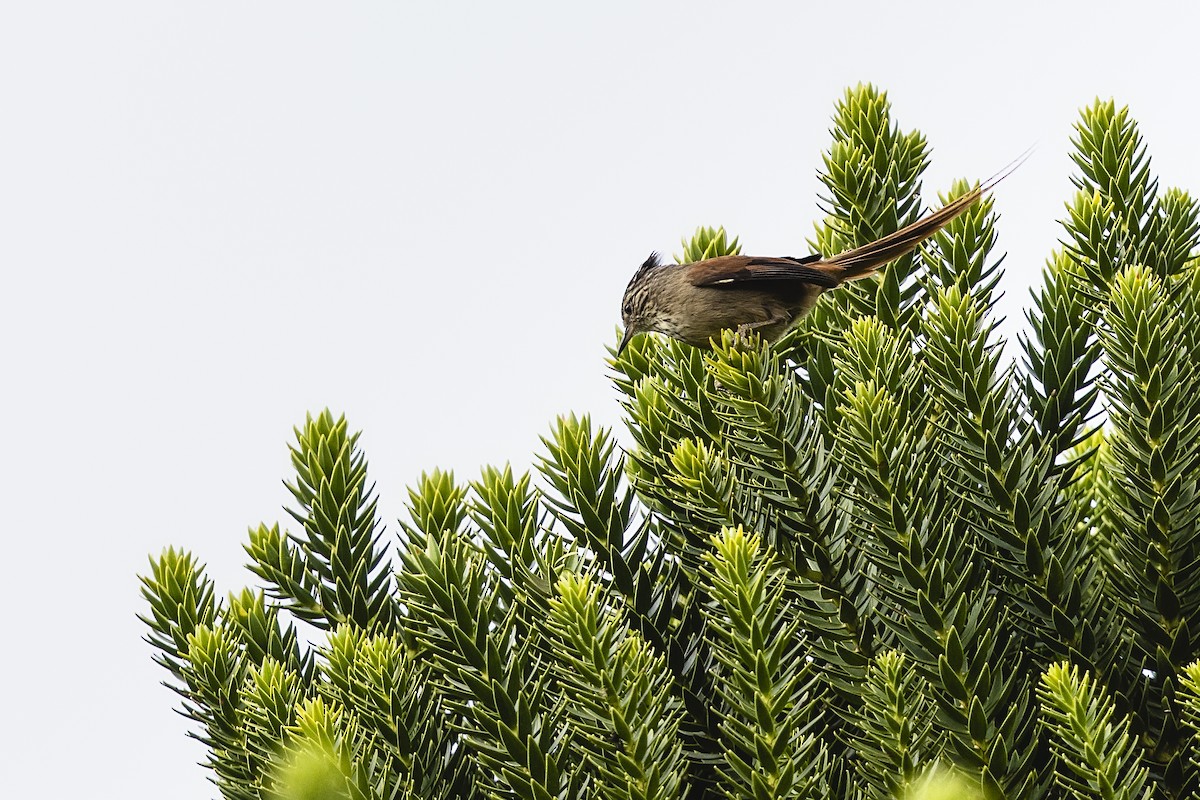 Araucaria Tit-Spinetail - ML646924678
