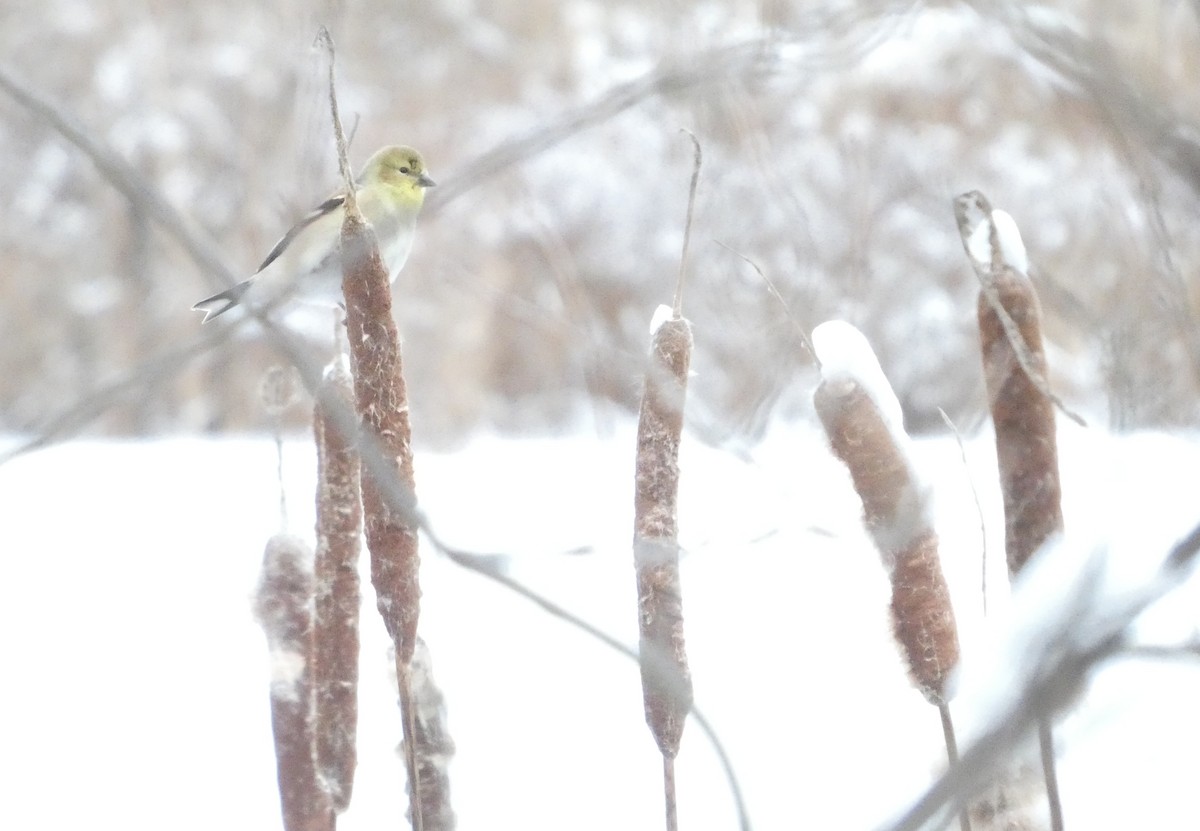 Chardonneret jaune - ML646924679