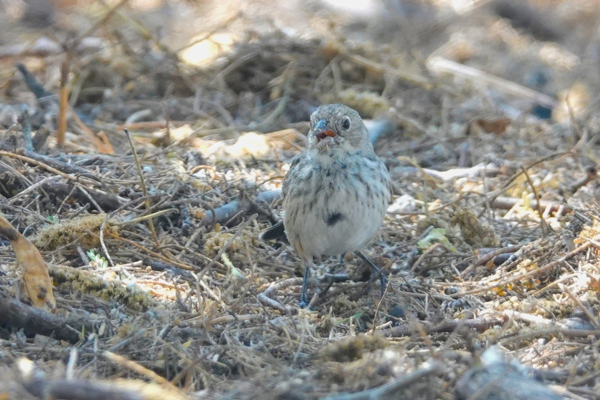 Blue-black Grassquit - ML646924681