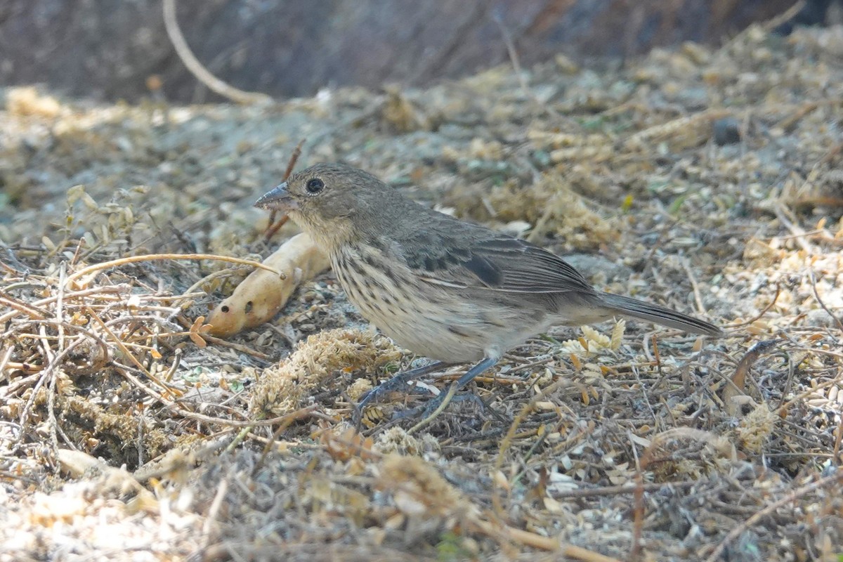 Blue-black Grassquit - ML646924682