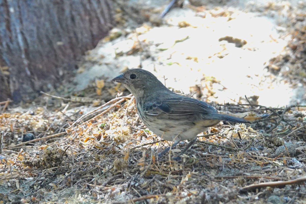 Blue-black Grassquit - ML646924683