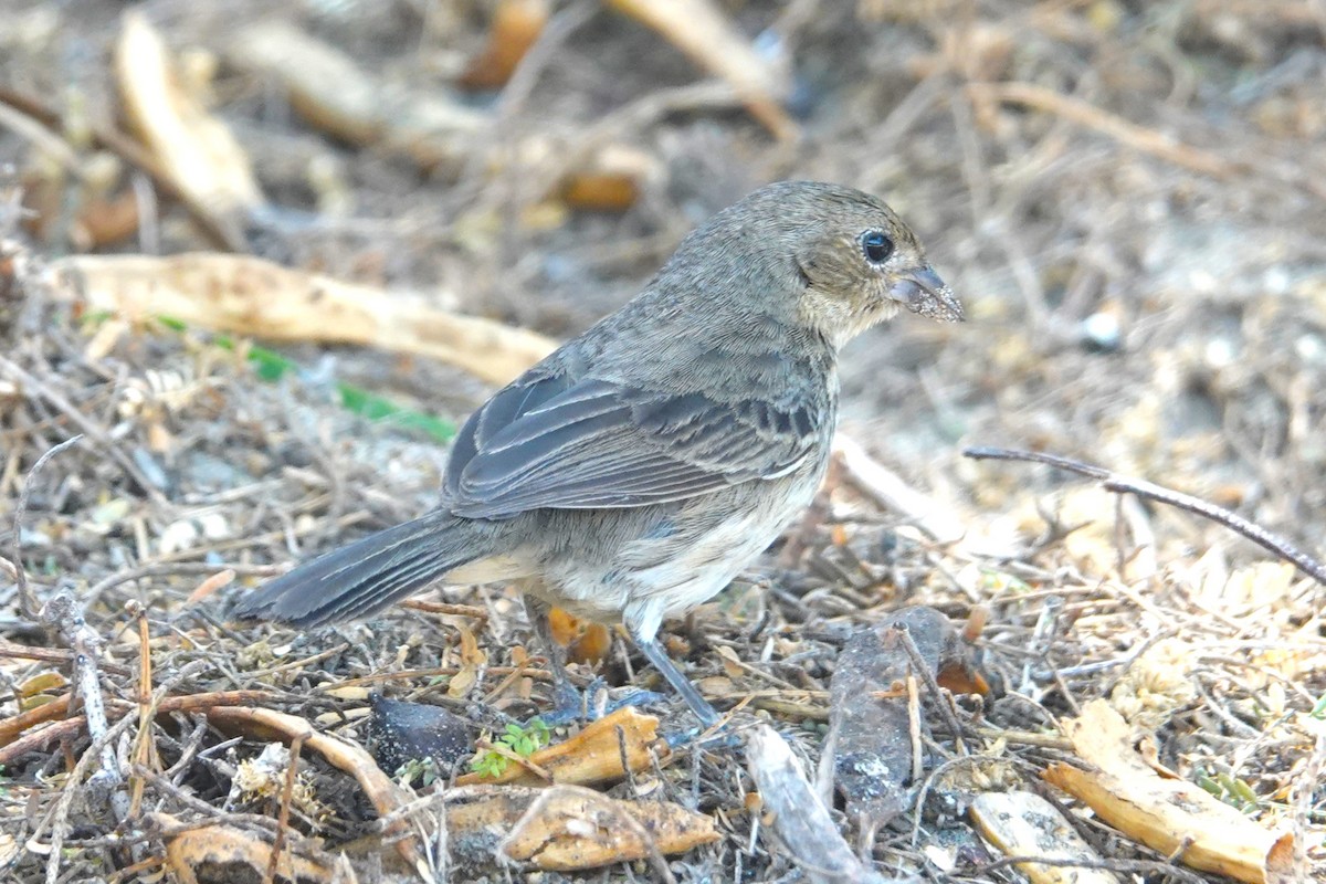 Blue-black Grassquit - ML646924684